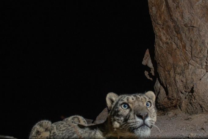 Snow Leopard in Himalaya