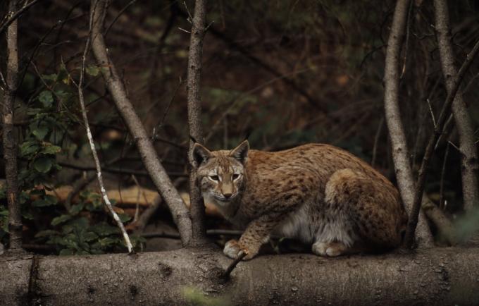 Eurasian Lynx