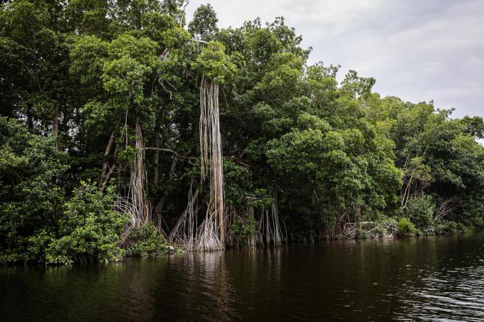 mangrove bossen