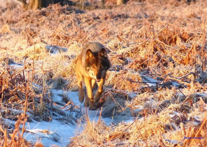 Akéla, wolf in High Fens