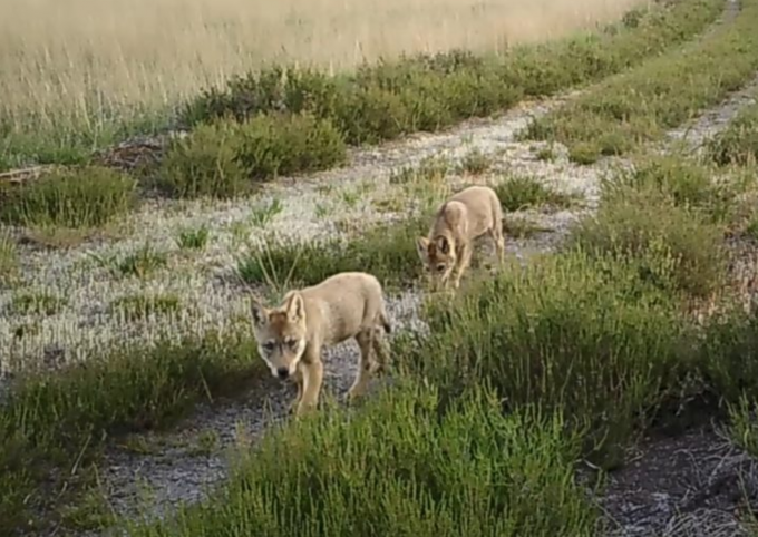 Noëlla and August cubs