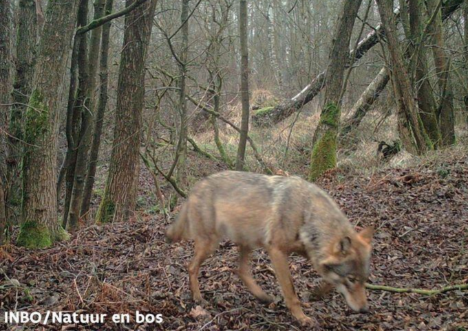 Noëlla, wolf uit Vlaanderen