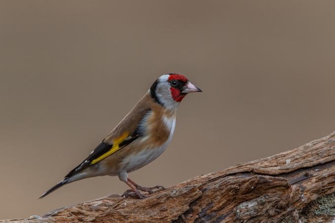 Distelvink / Chardonneret élégant