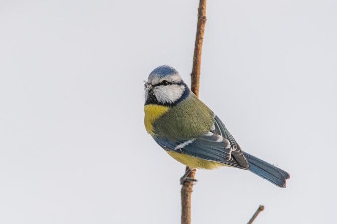 Pimpelmees / Mésange bleue