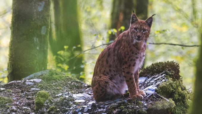 De lynx in de Semoisvallei
