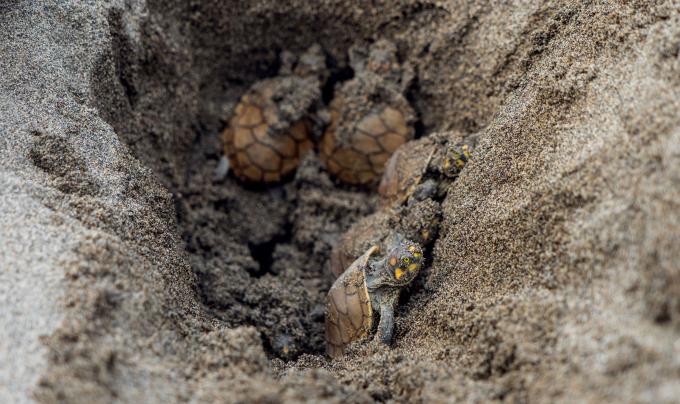 Bébé tortue de rivière