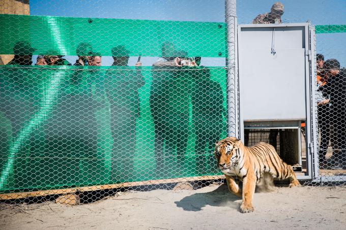 reintroduction tiger