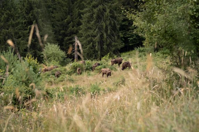 Bisons in Romania