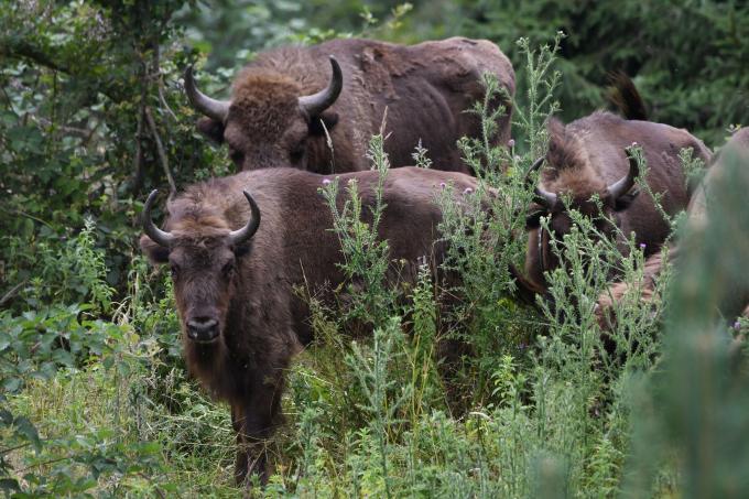 Bisons in Romania