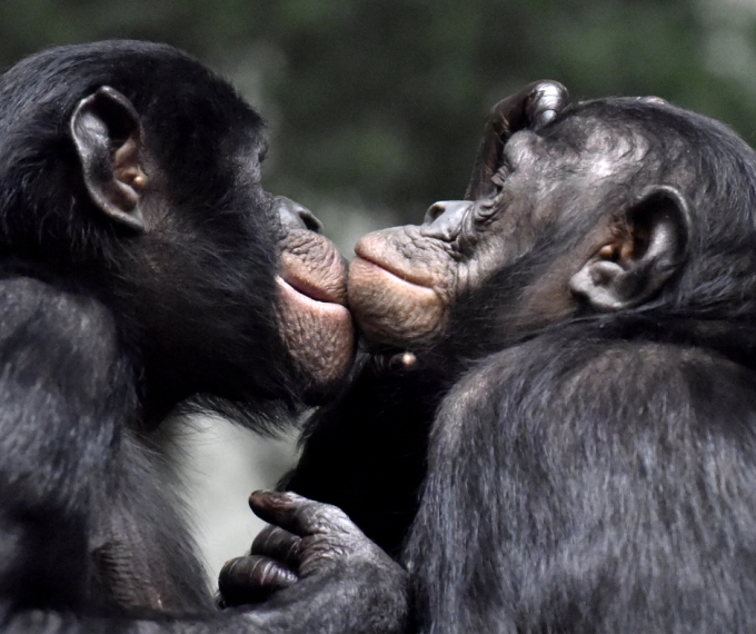 bonobo