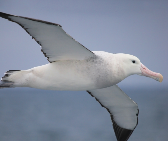 albatross