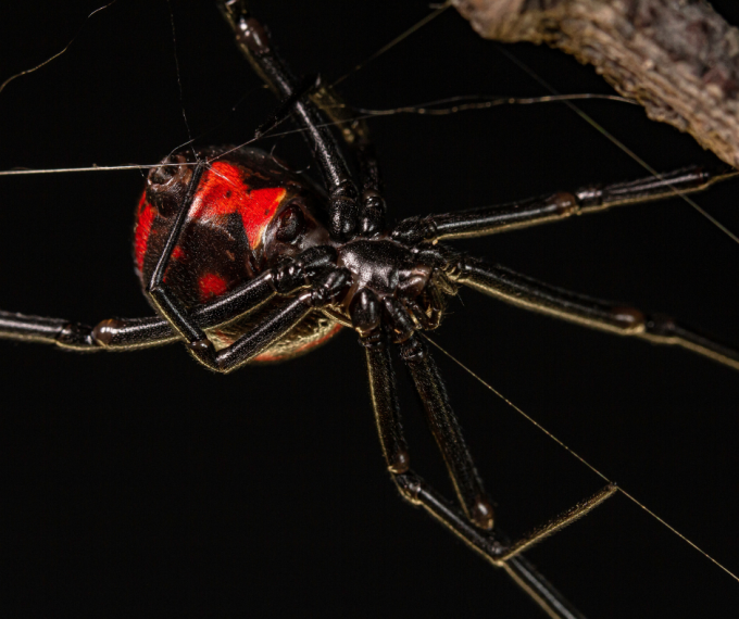 black widow