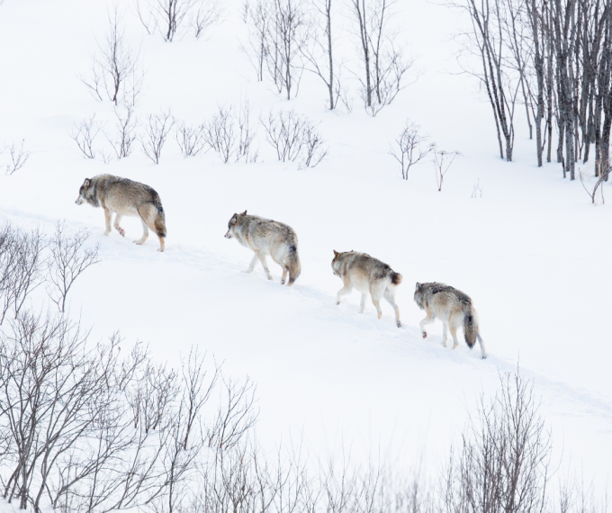 wolf pack