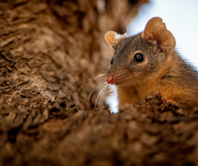 antechinus