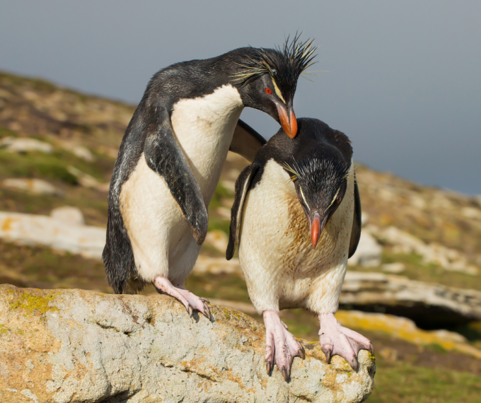 southern rockhopper penguin