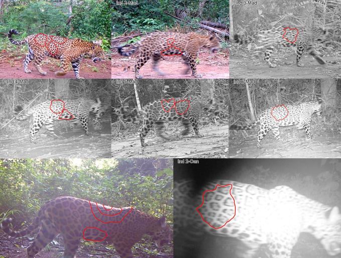 jaguar identification