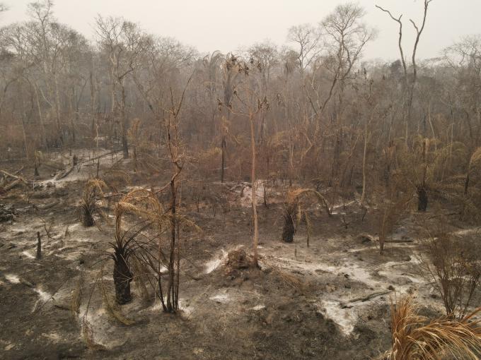 burnt forest
