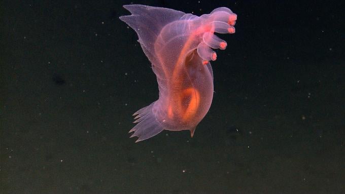 Headless chicken monster