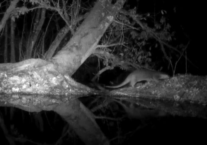 De otter die in het Blaasveldbroek 's nachts via een wildcamera gespot werd.