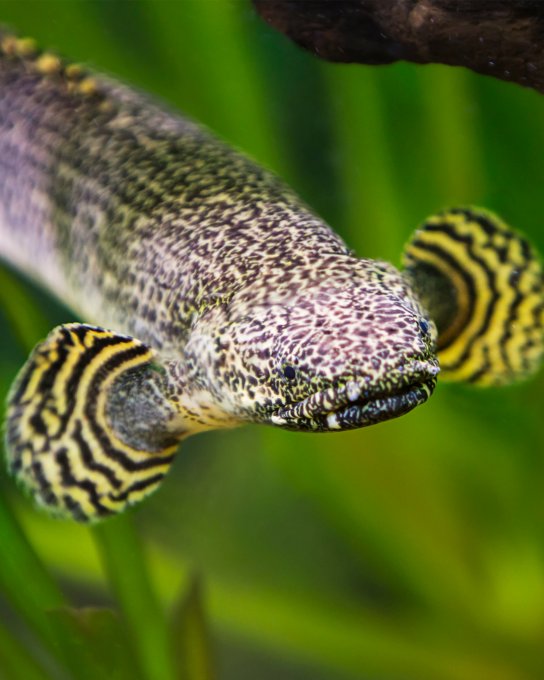 Bichir