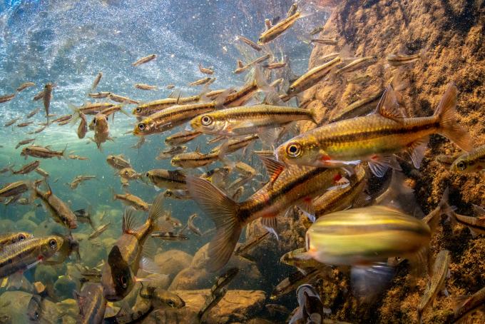 poissons d'eau douce Afrique