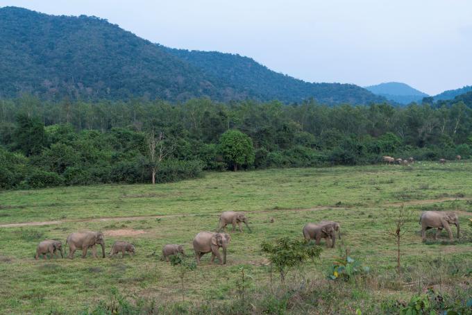 Olifanten in Thailand