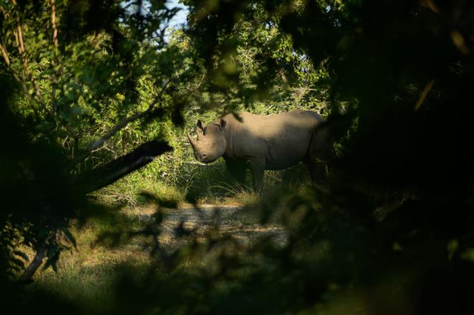 Neushoorn