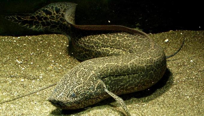 African Lungfish