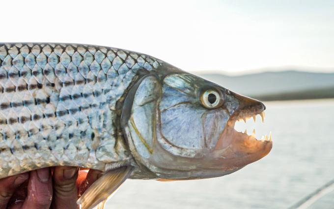 Tigerfish