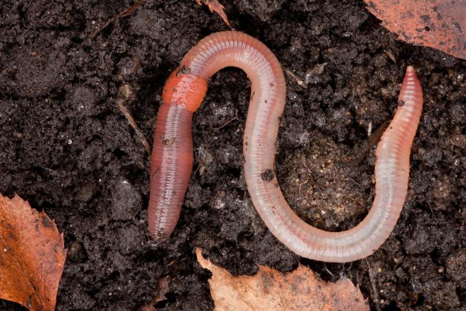 Earthworm