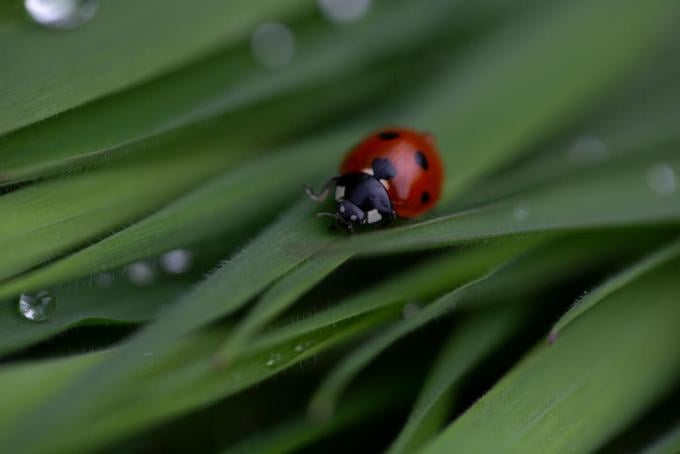 ladybird