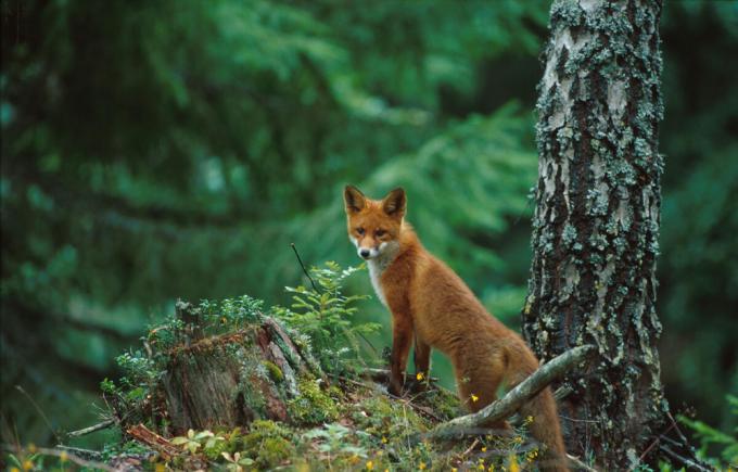 Red fox