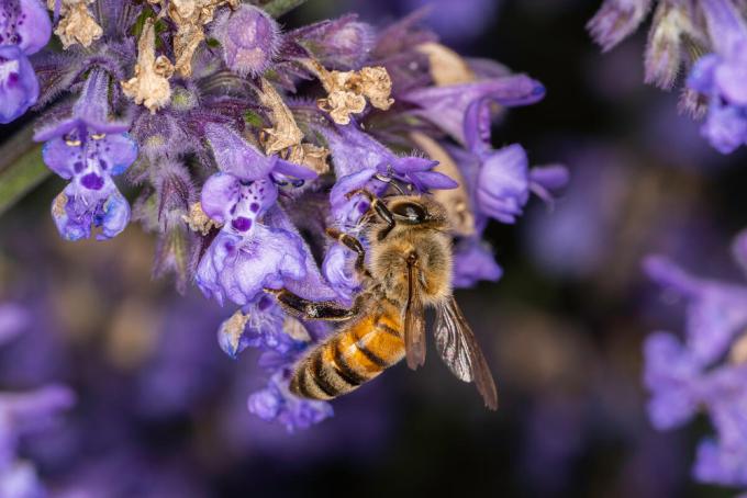 honey bee