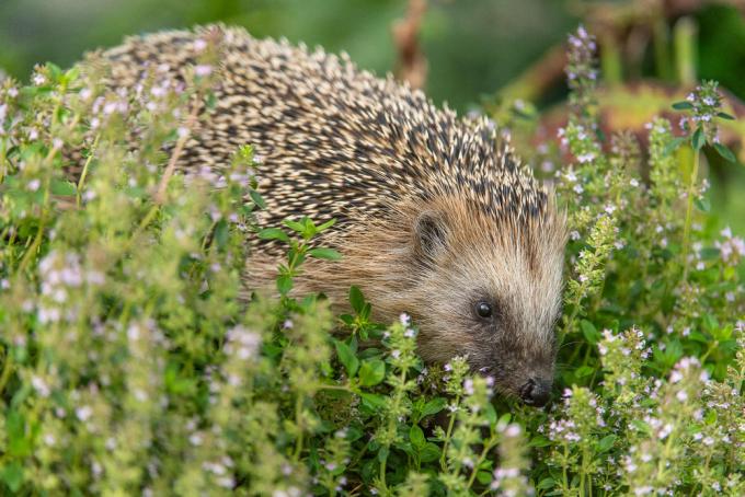 hedgehog
