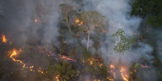 trees burning rainforest