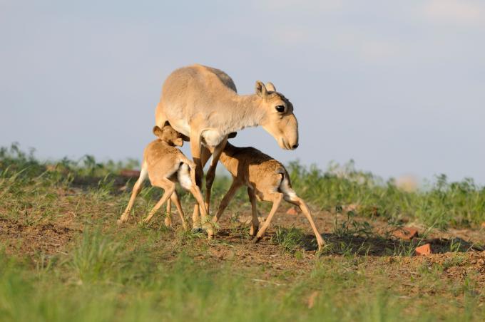 Mongolian saiga (Saiga tatarica)