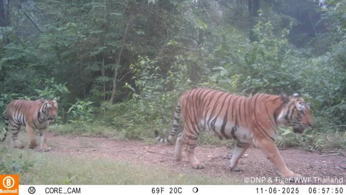 Tigers in the Dawna Tenasserim