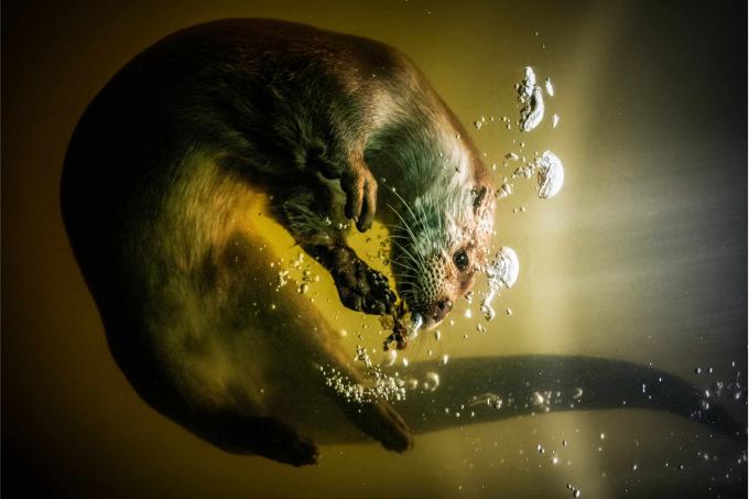 Otter swimming
