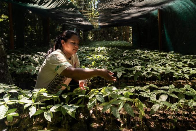 Een vrouw zorgt voor de planten in een cacaoplantage in Peru