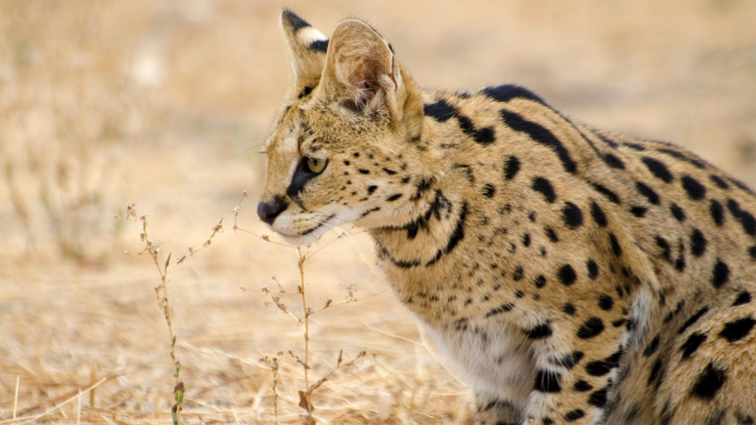 Serval