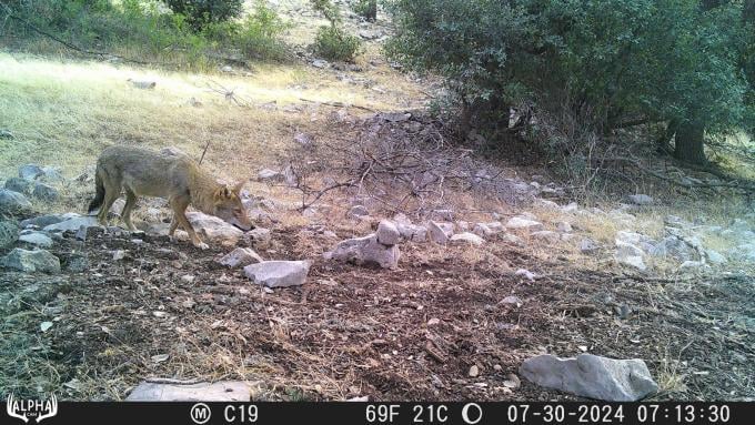 Loup africain