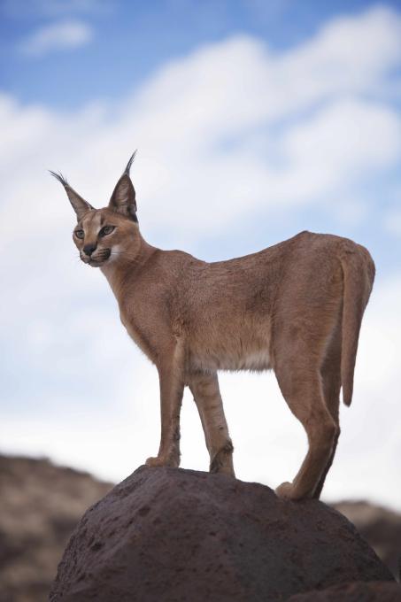 Caracal