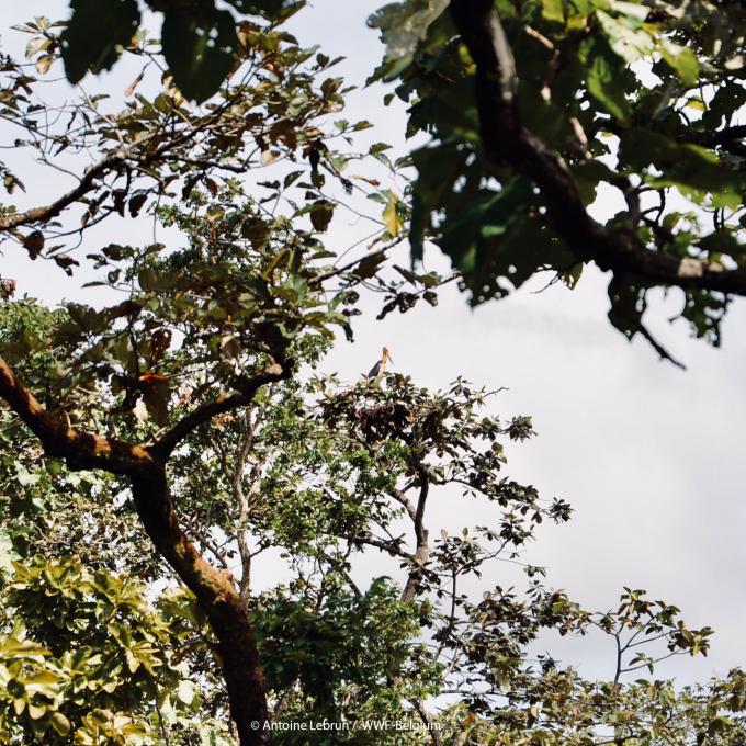 WWF blog mekong irrawaddy dauphin dolfijn gallery05