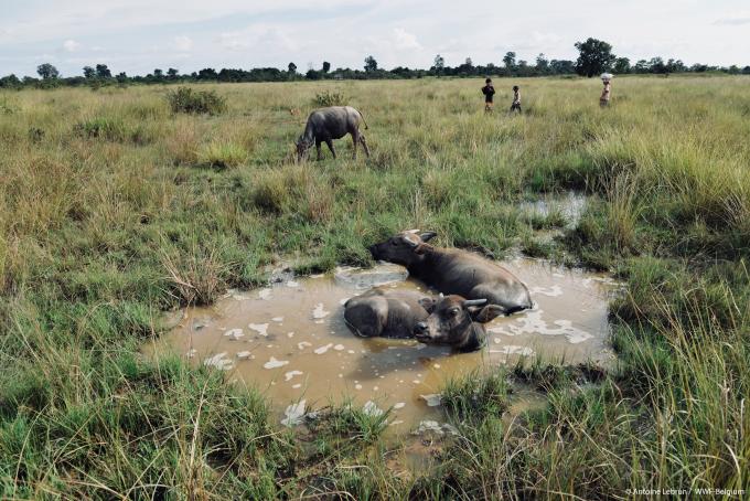 WWF blog mekong irrawaddy dauphin dolfijn gallery11