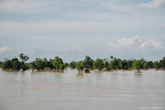 WWF blog mekong irrawaddy dauphin dolfijn gallery12