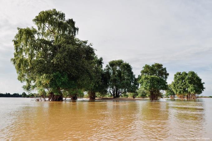 WWF blog mekong irrawaddy dauphin dolfijn gallery13