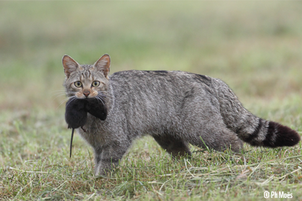WWF chat sauvage wilde kat