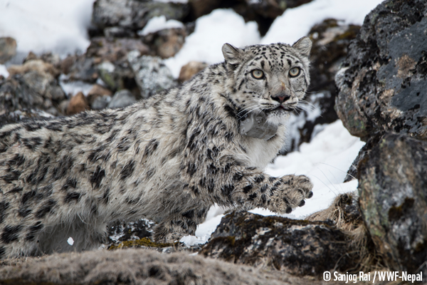 WWF leopard neige sneeuwluipaard