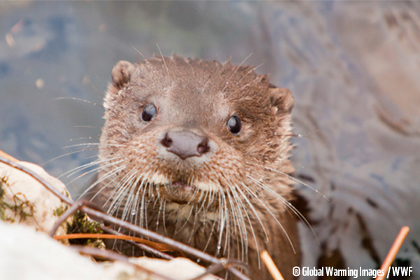 WWF loutre otter