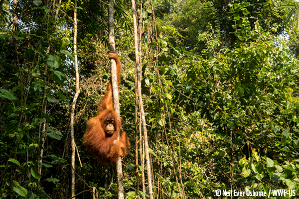 WWF orang outan orang oetan